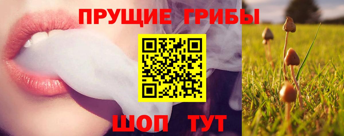 Тайшет  Псилоцибиновые грибы GOLDEN TEACHER  Вход с VPN  Галлюциногенные грибы Psilocybe 